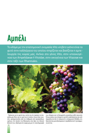 Georgia&Anaptyksh2-2020pr